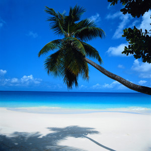 Palm Tree Leaning over Beach Seychelles